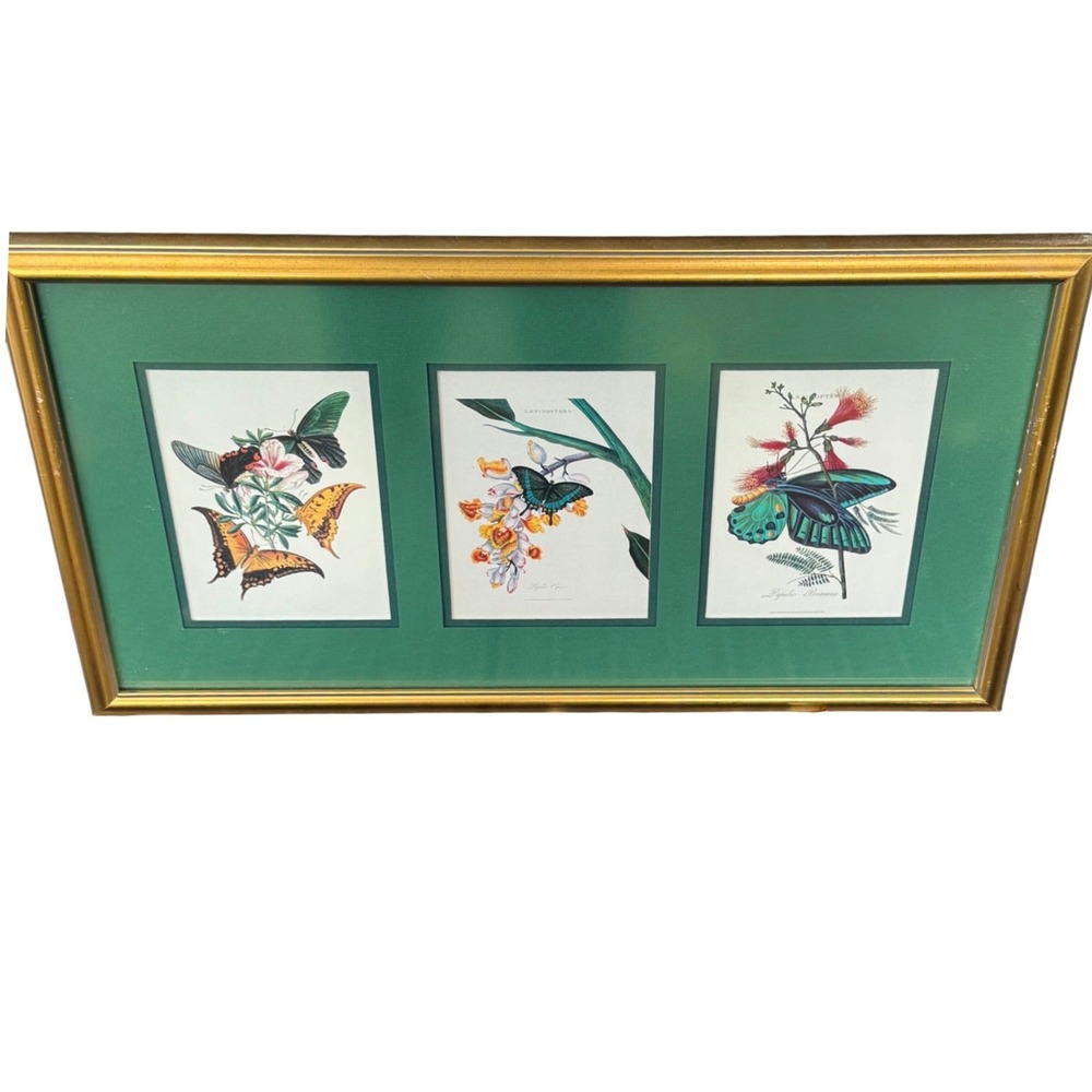 Vintage Butterfly Botanical Triptych Framed Art Print Lepidoptera Gold Frame